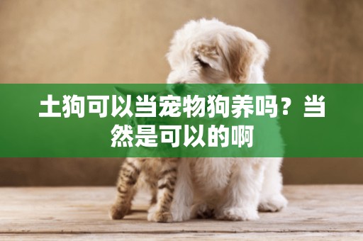 土狗可以當寵物狗養嗎？當然是可以的啊