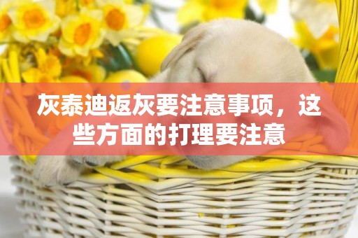 灰泰迪返灰要注意事項，這些方面的打理要注意