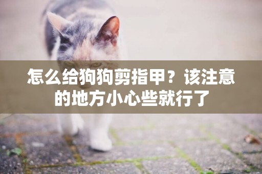 怎么給狗狗剪指甲？該注意的地方小心些就行了