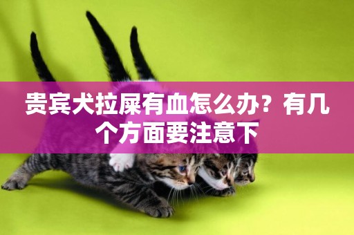 貴賓犬拉屎有血怎么辦？有幾個方面要注意下