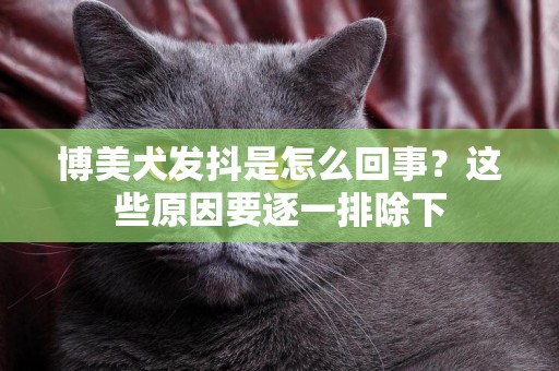 博美犬發抖是怎么回事？這些原因要逐一排除下