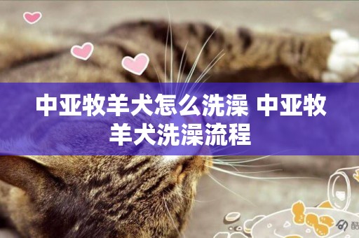 中亞牧羊犬怎么洗澡 中亞牧羊犬洗澡流程