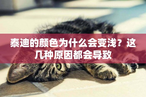 泰迪的顏色為什么會變淺？這幾種原因都會導致