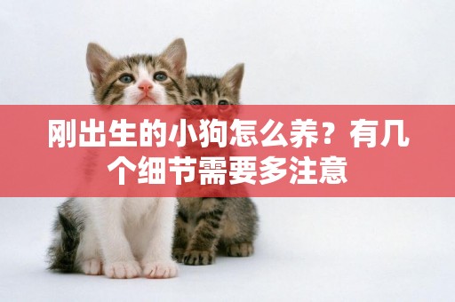 剛出生的小狗怎么養？有幾個細節需要多注意
