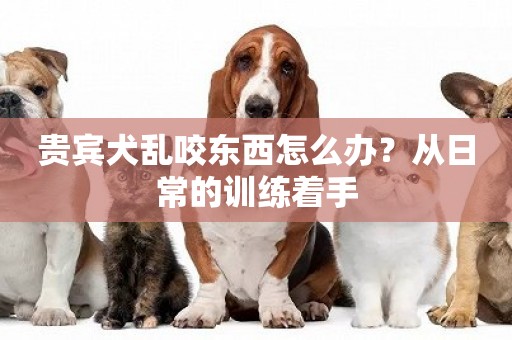 貴賓犬亂咬東西怎么辦？從日常的訓練著手
