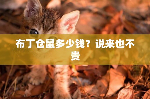 布丁倉鼠多少錢？說來也不貴