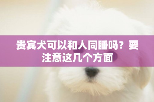 貴賓犬可以和人同睡嗎？要注意這幾個方面