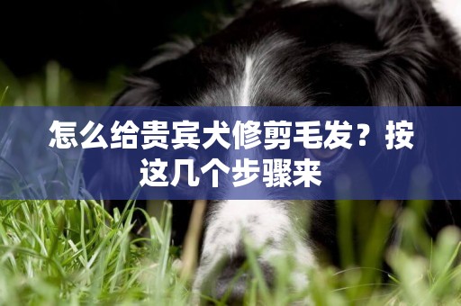 怎么給貴賓犬修剪毛發？按這幾個步驟來