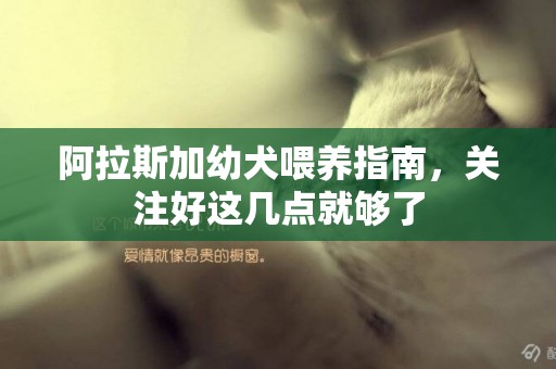 阿拉斯加幼犬喂養指南，關注好這幾點就夠了