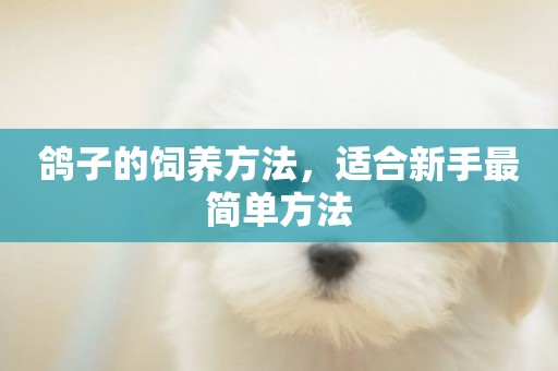 鴿子的飼養方法，適合新手最簡單方法