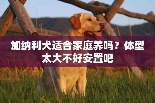 加納利犬適合家庭養嗎？體型太大不好安置吧