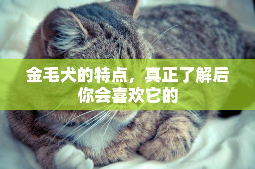 金毛犬的特點，真正了解后你會喜歡它的