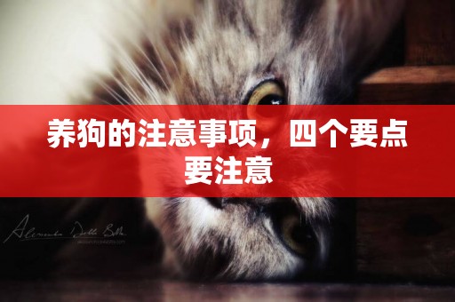養狗的注意事項，四個要點要注意