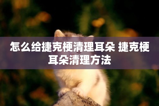 怎么給捷克梗清理耳朵 捷克梗耳朵清理方法
