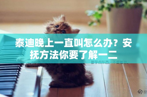 泰迪晚上一直叫怎么辦？安撫方法你要了解一二