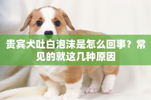 貴賓犬吐白泡沫是怎么回事？常見的就這幾種原因