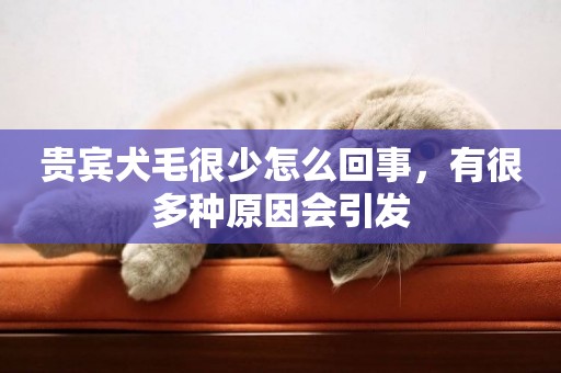 貴賓犬毛很少怎么回事，有很多種原因會引發