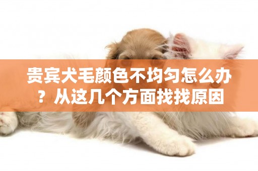 貴賓犬毛顏色不均勻怎么辦？從這幾個方面找找原因