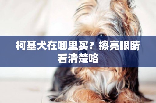柯基犬在哪里買？擦亮眼睛看清楚咯