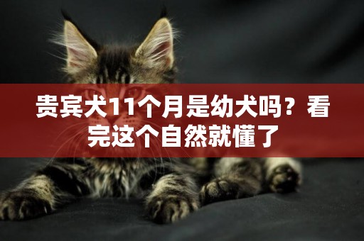 貴賓犬11個月是幼犬嗎？看完這個自然就懂了