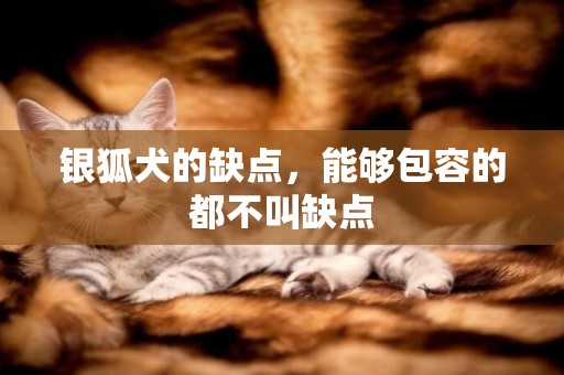 銀狐犬的缺點，能夠包容的都不叫缺點