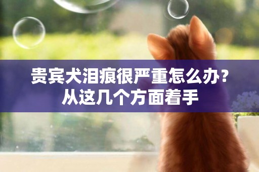 貴賓犬淚痕很嚴重怎么辦？從這幾個方面著手