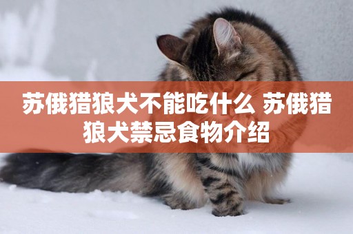 蘇俄獵狼犬不能吃什么 蘇俄獵狼犬禁忌食物介紹
