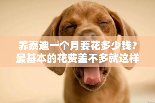 養泰迪一個月要花多少錢？最基本的花費差不多就這樣