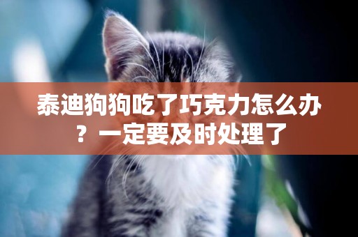 泰迪狗狗吃了巧克力怎么辦？一定要及時處理了