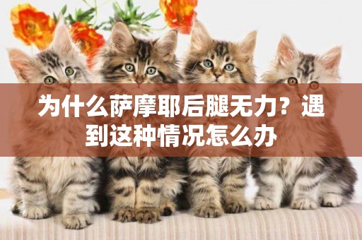 為什么薩摩耶后腿無力？遇到這種情況怎么辦