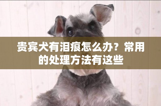 貴賓犬有淚痕怎么辦？常用的處理方法有這些