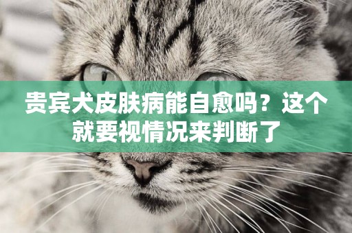 貴賓犬皮膚病能自愈嗎？這個就要視情況來判斷了