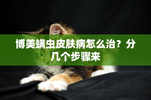 博美螨蟲皮膚病怎么治？分幾個步驟來