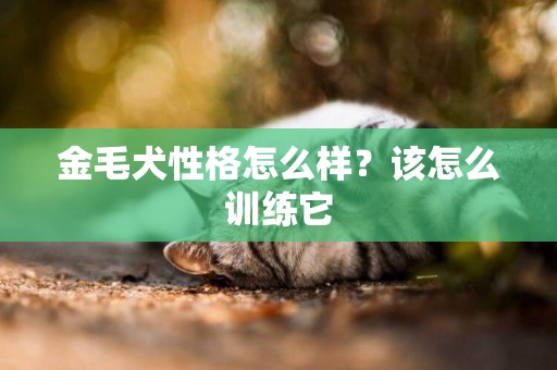 金毛犬性格怎么樣？該怎么訓練它