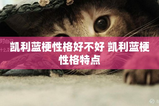 凱利藍梗性格好不好 凱利藍梗性格特點