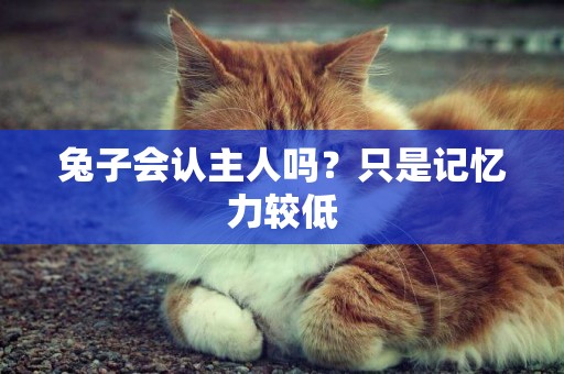 兔子會認主人嗎？只是記憶力較低