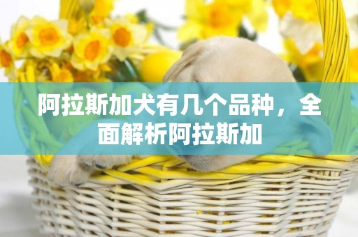 阿拉斯加犬有幾個品種，全面解析阿拉斯加