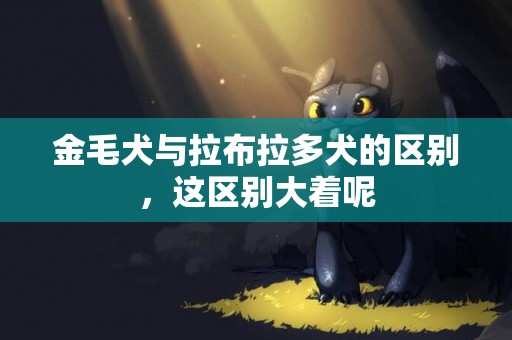 金毛犬與拉布拉多犬的區別，這區別大著呢