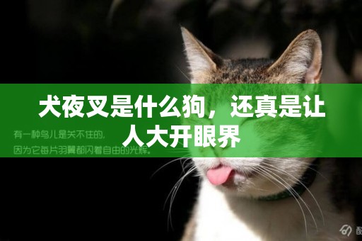 犬夜叉是什么狗，還真是讓人大開眼界