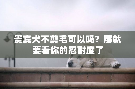 貴賓犬不剪毛可以嗎？那就要看你的忍耐度了