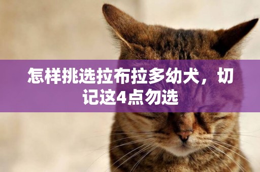 怎樣挑選拉布拉多幼犬，切記這4點勿選