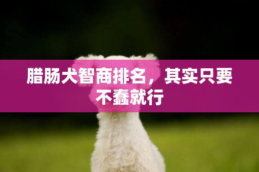 臘腸犬智商排名，其實只要不蠢就行