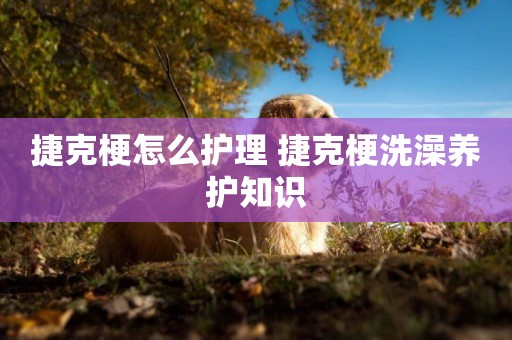 捷克梗怎么護理 捷克梗洗澡養護知識