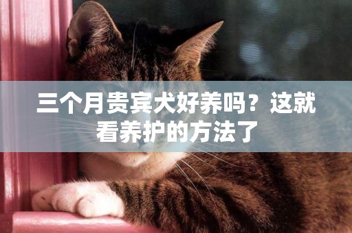 三個月貴賓犬好養嗎？這就看養護的方法了