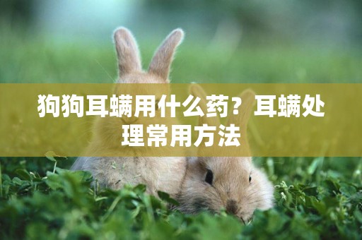 狗狗耳螨用什么藥？耳螨處理常用方法