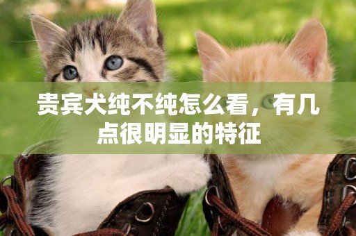 貴賓犬純不純怎么看，有幾點很明顯的特征