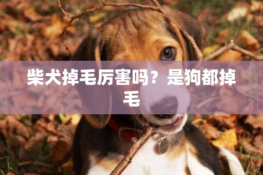 柴犬掉毛厲害嗎？是狗都掉毛