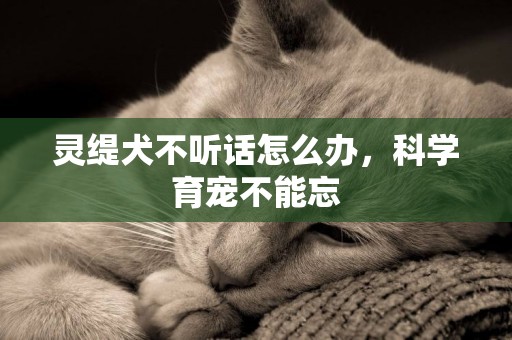 靈緹犬不聽話怎么辦，科學育寵不能忘