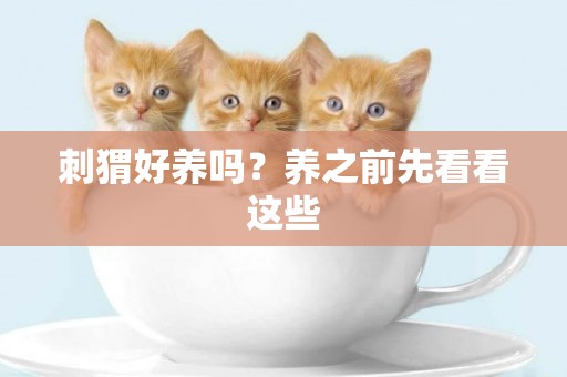 刺猬好養嗎？養之前先看看這些