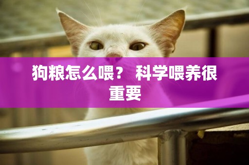 狗糧怎么喂？ 科學喂養很重要